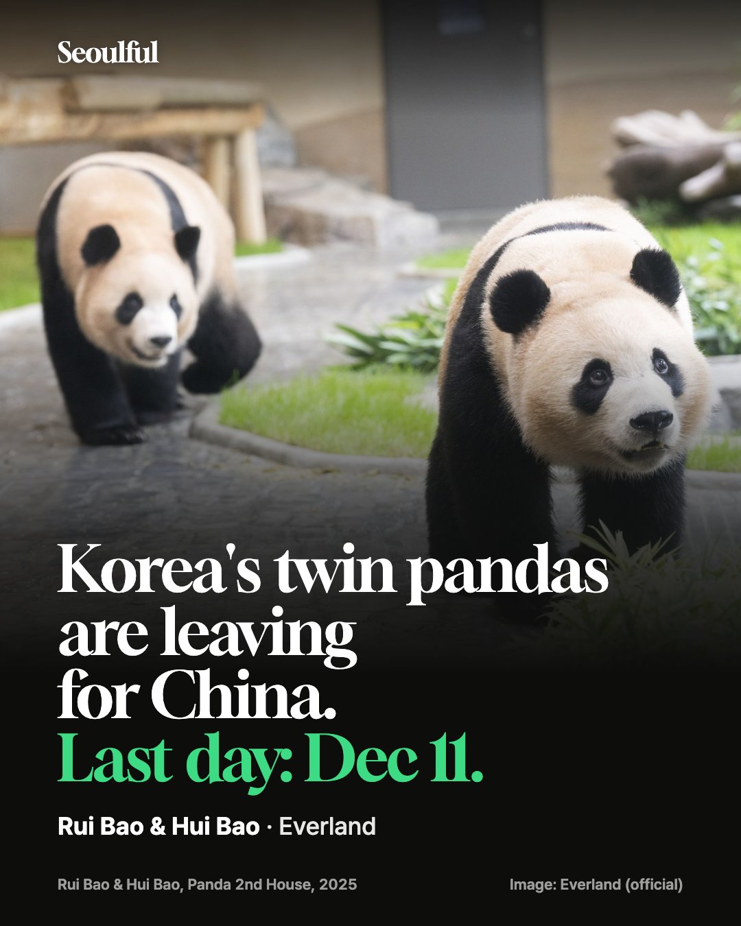 Everland twin pandas Rui Bao and Hui Bao. Fu Bao's little sisters leave Korea for China in December. When you can still see them, how the Panda 2nd House line works, what changes during quarantine from Nov 13, and the direct bus from Seoul Station, Myeongdong and Itaewon.